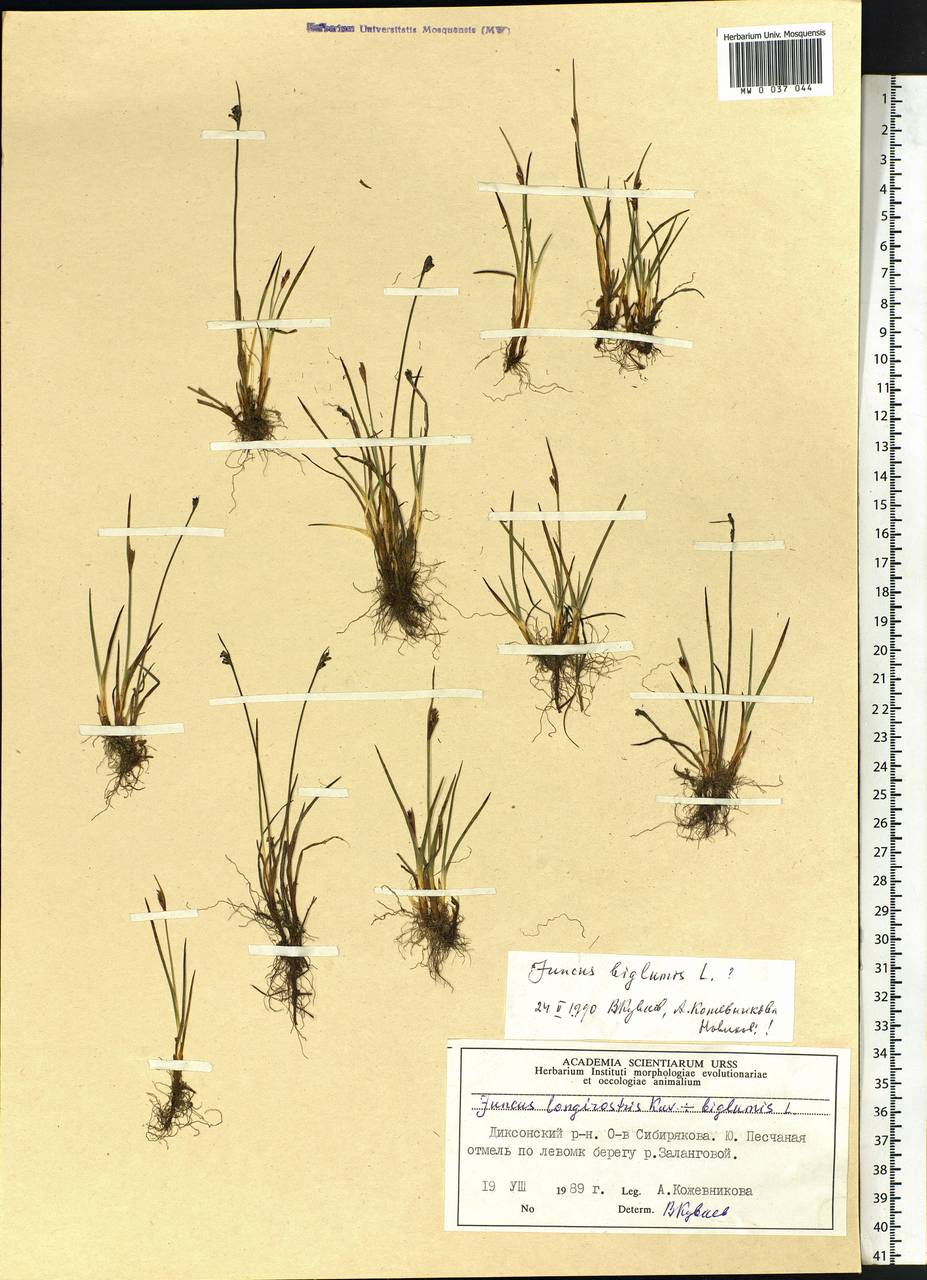 Juncus biglumis L., Siberia, Central Siberia (S3) (Russia)