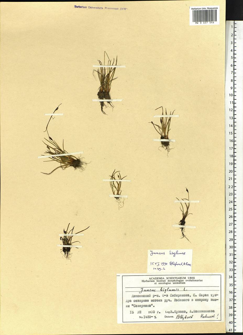 Juncus biglumis L., Siberia, Central Siberia (S3) (Russia)