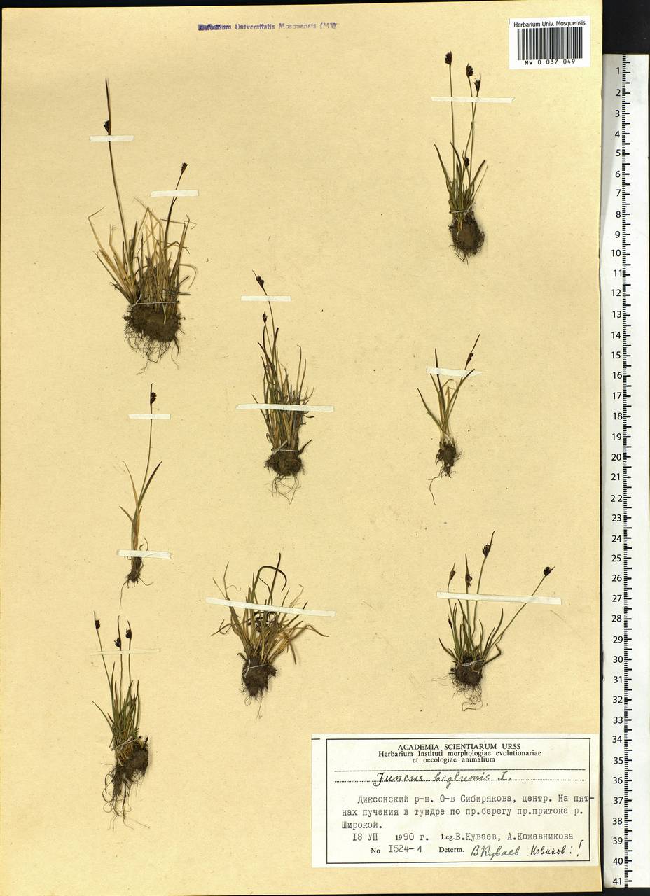 Juncus biglumis L., Siberia, Central Siberia (S3) (Russia)