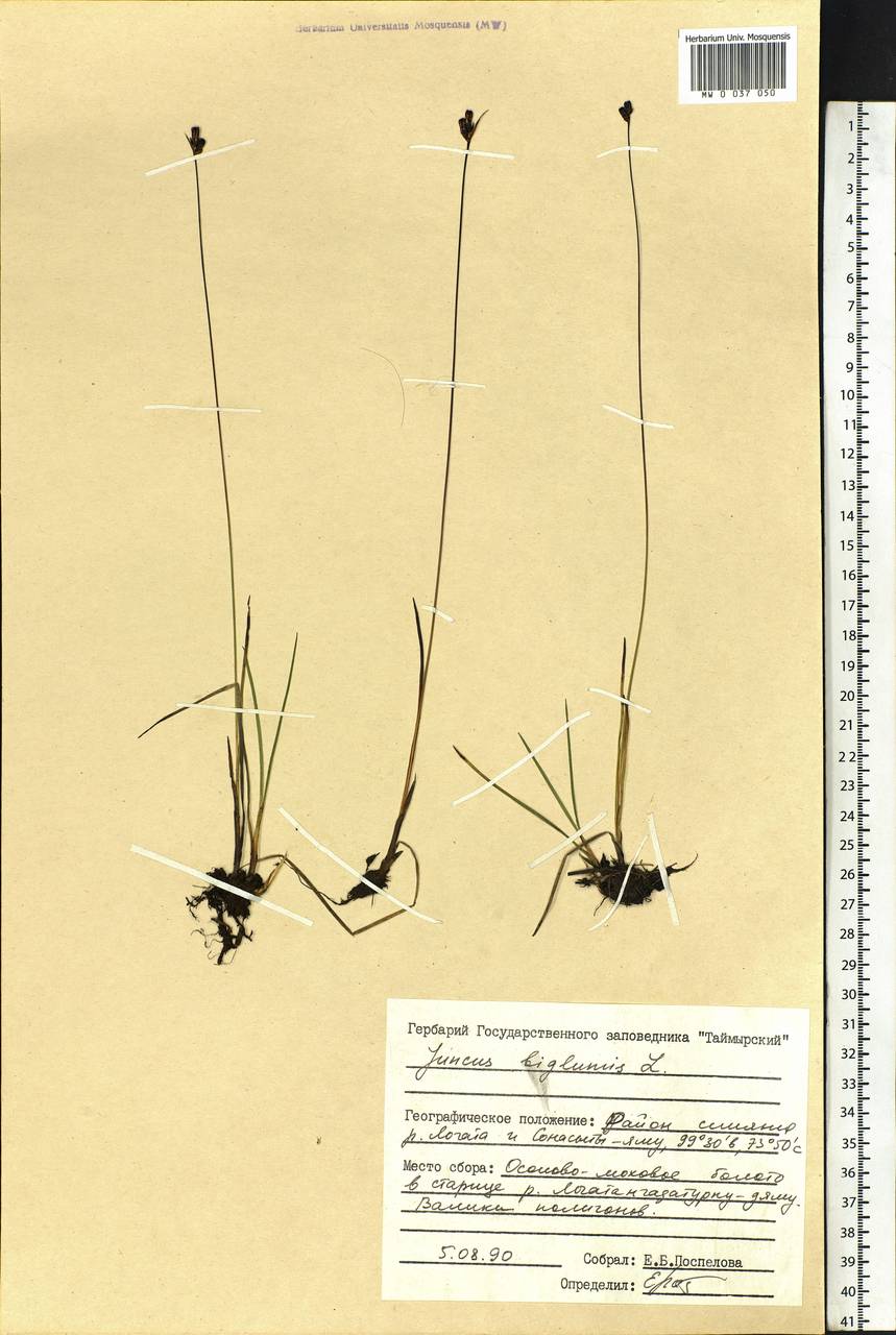 Juncus biglumis L., Siberia, Central Siberia (S3) (Russia)