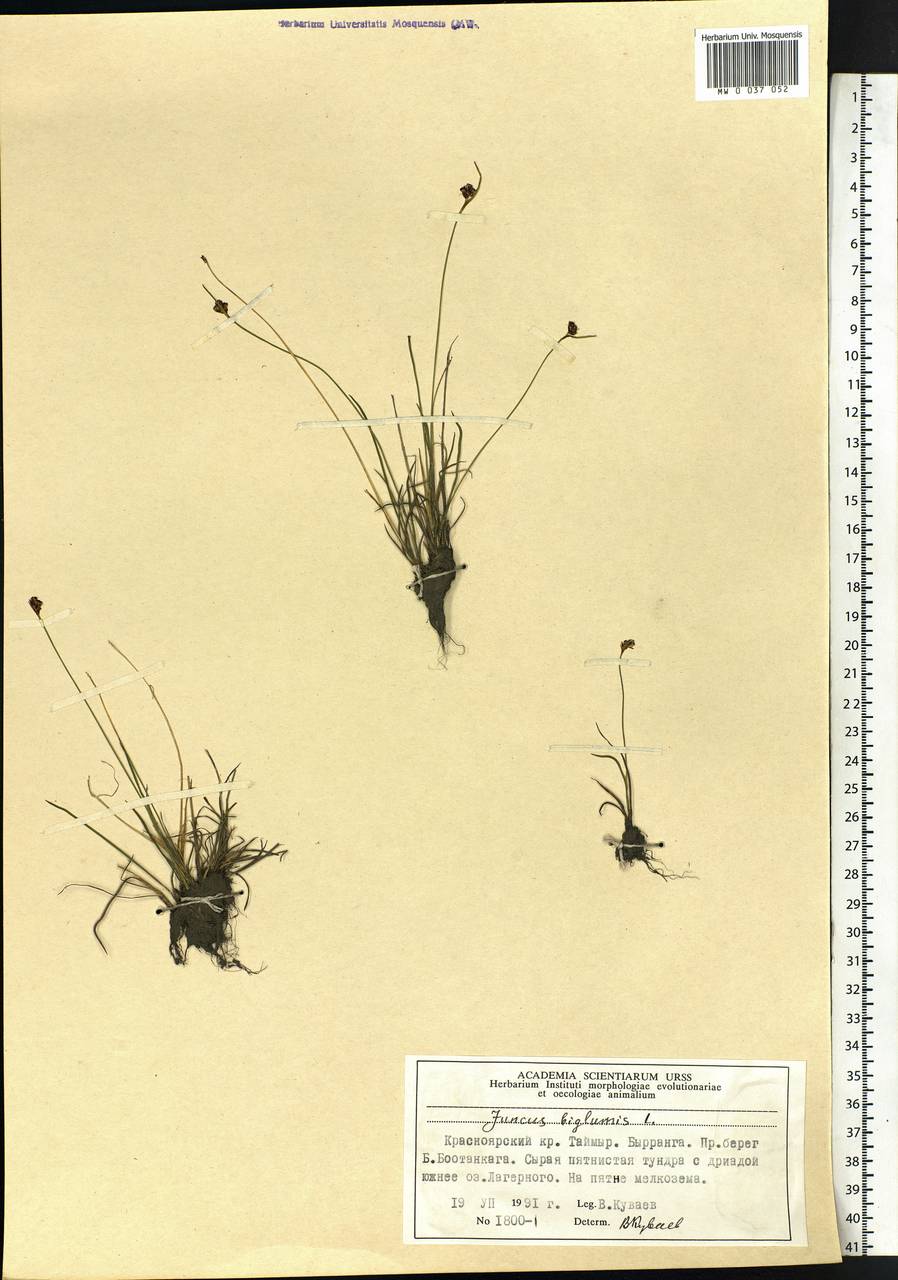 Juncus biglumis L., Siberia, Central Siberia (S3) (Russia)