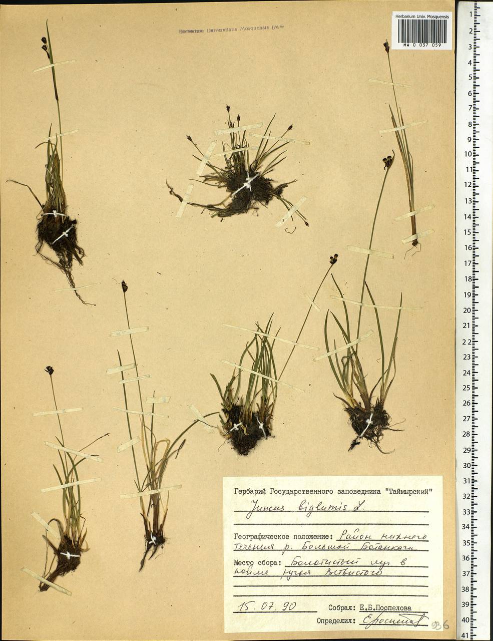 Juncus biglumis L., Siberia, Central Siberia (S3) (Russia)