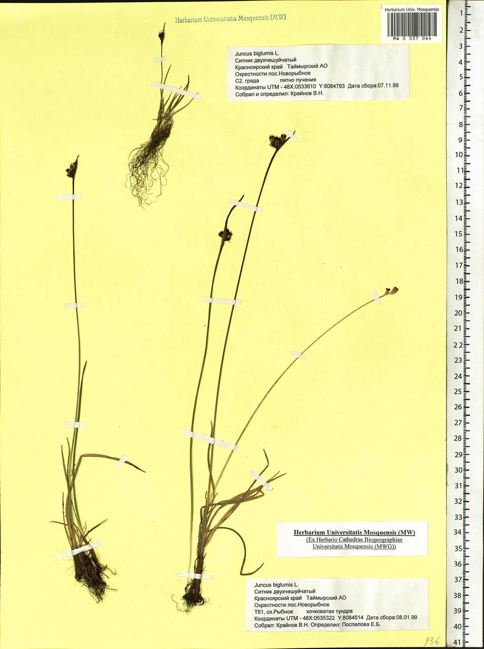 Juncus biglumis L., Siberia, Central Siberia (S3) (Russia)