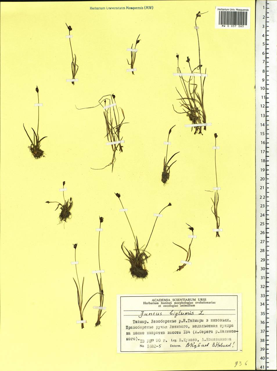 Juncus biglumis L., Siberia, Central Siberia (S3) (Russia)