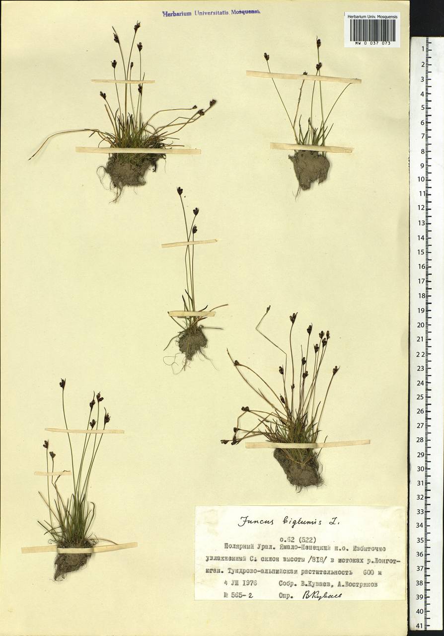 Juncus biglumis L., Siberia, Western Siberia (S1) (Russia)