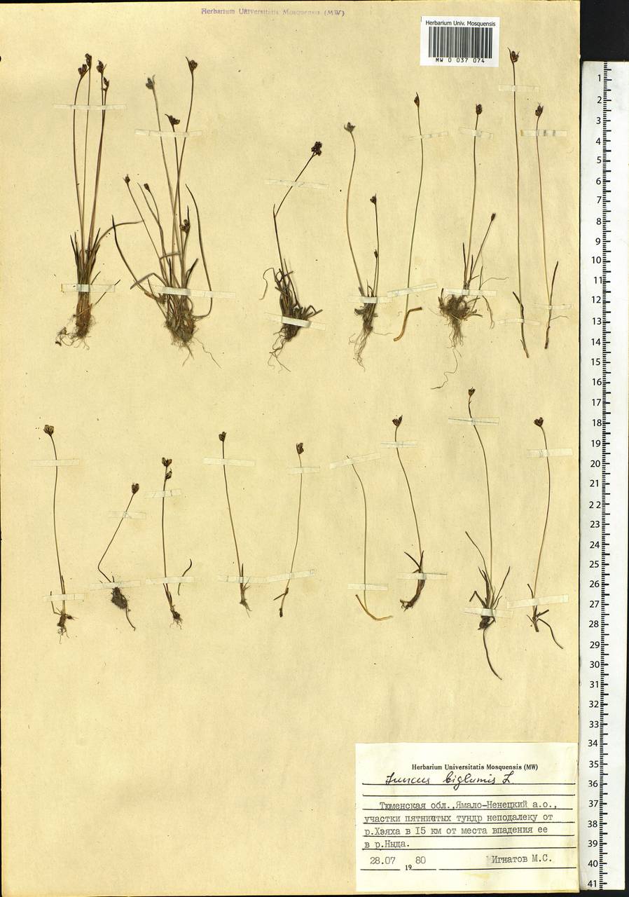 Juncus biglumis L., Siberia, Western Siberia (S1) (Russia)