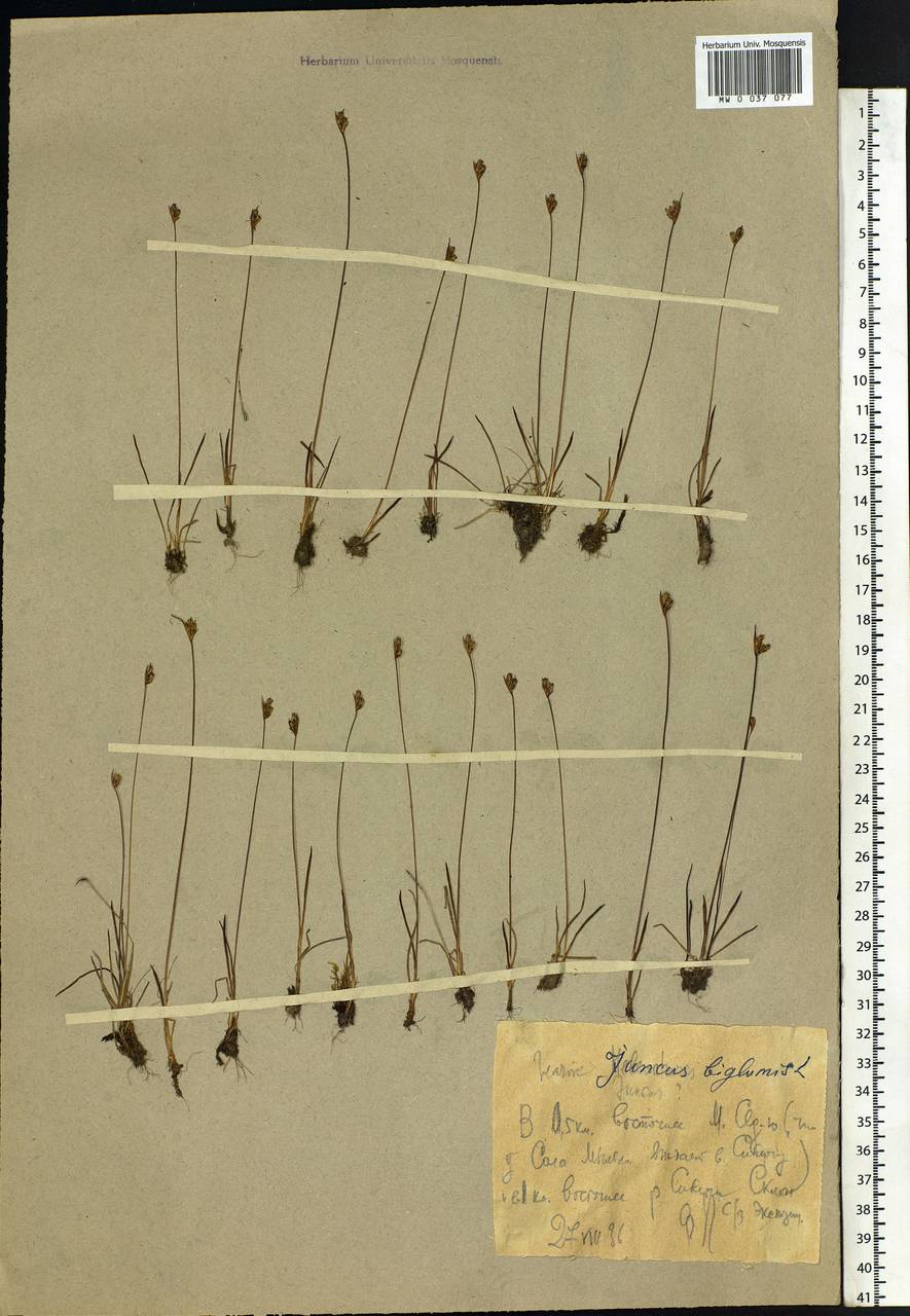 Juncus biglumis L., Eastern Europe, Northern region (E1) (Russia)