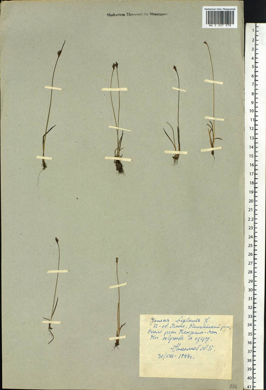 Juncus biglumis L., Siberia, Western Siberia (S1) (Russia)