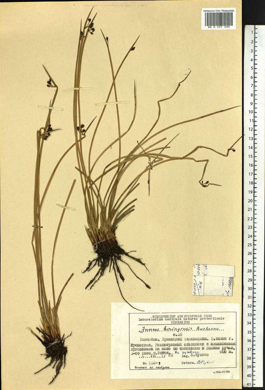 Juncus beringensis Buchenau, Siberia, Chukotka & Kamchatka (S7) (Russia)