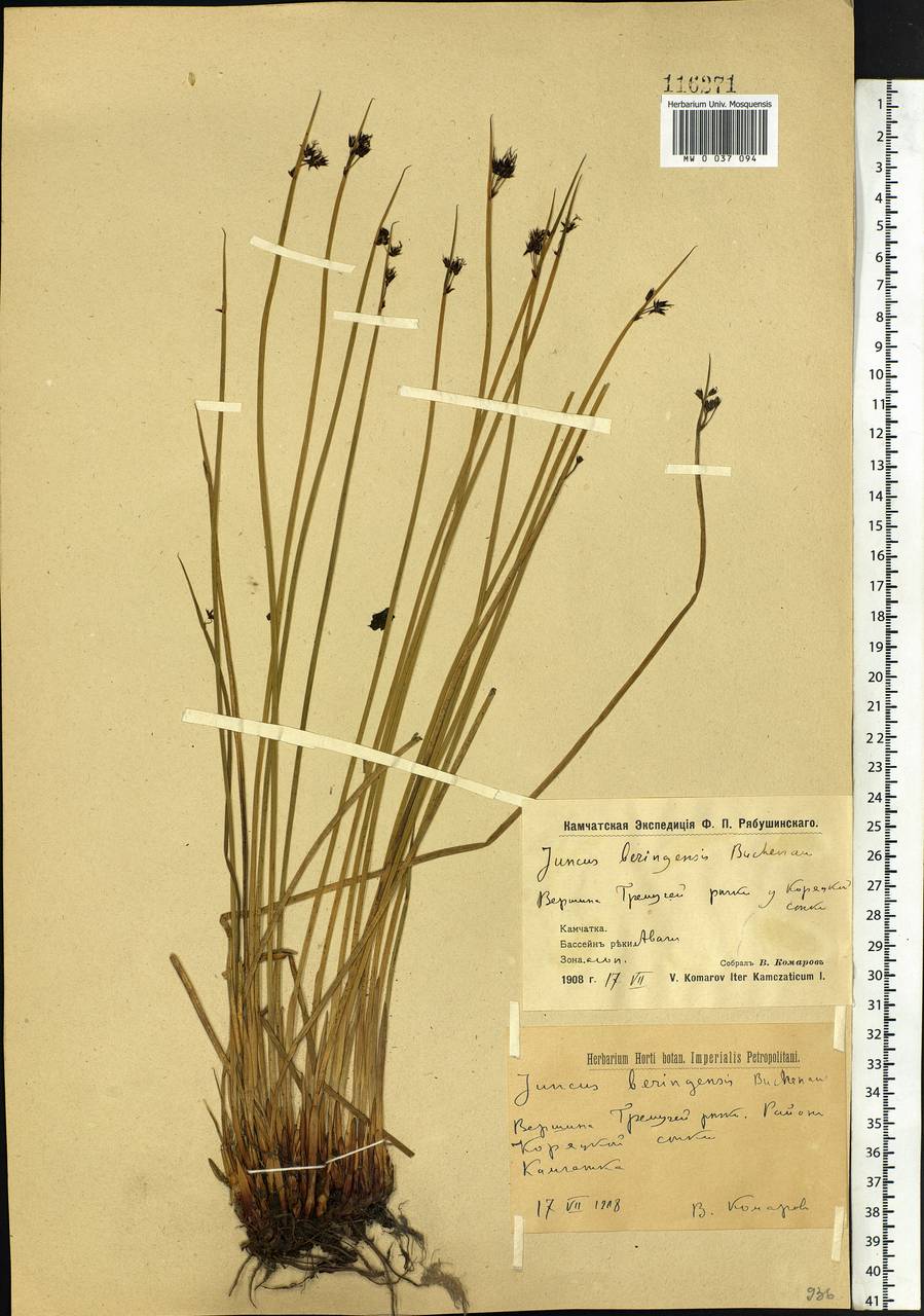 Juncus beringensis Buchenau, Siberia, Chukotka & Kamchatka (S7) (Russia)