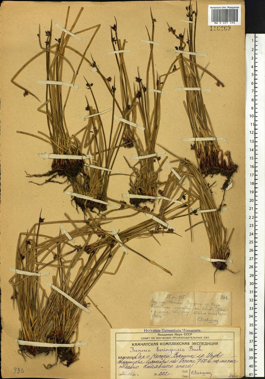 Juncus beringensis Buchenau, Siberia, Chukotka & Kamchatka (S7) (Russia)