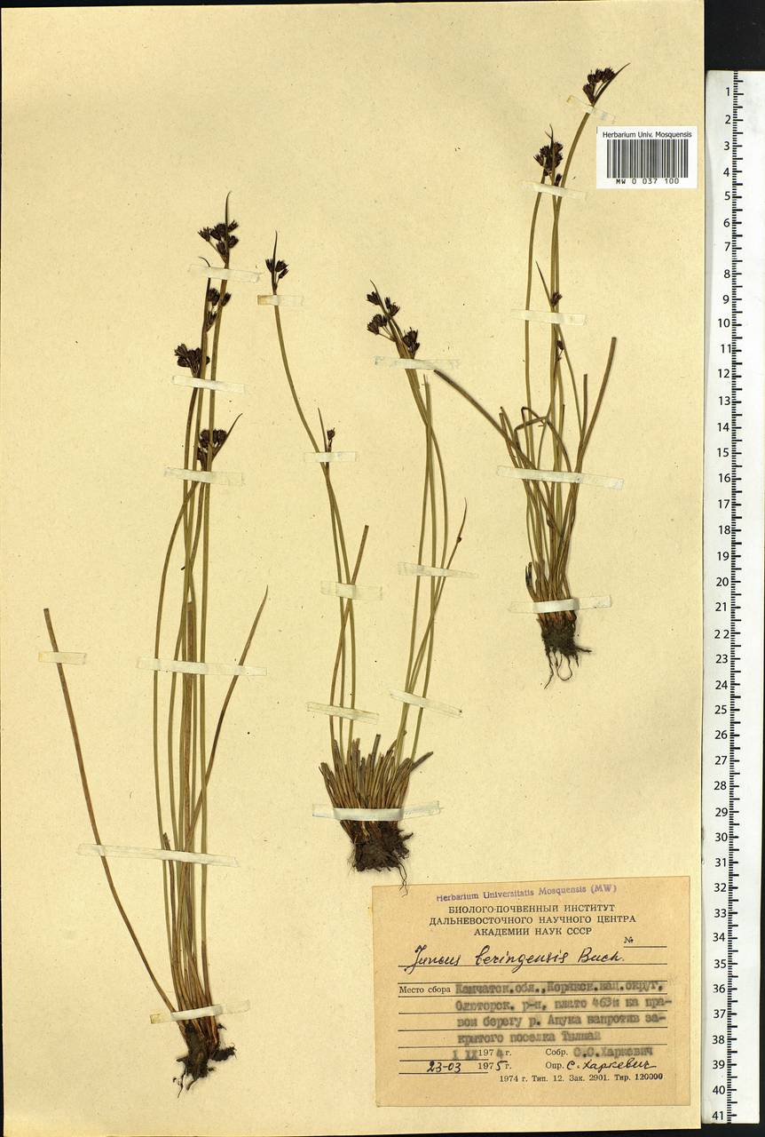 Juncus beringensis Buchenau, Siberia, Chukotka & Kamchatka (S7) (Russia)