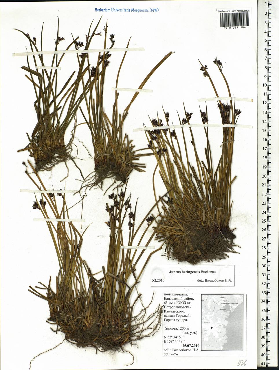 Juncus beringensis Buchenau, Siberia, Chukotka & Kamchatka (S7) (Russia)