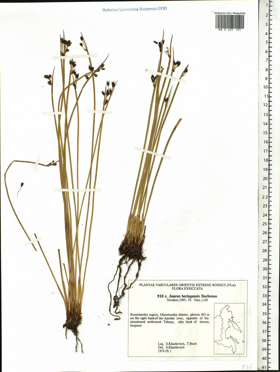 Juncus beringensis Buchenau, Siberia, Chukotka & Kamchatka (S7) (Russia)