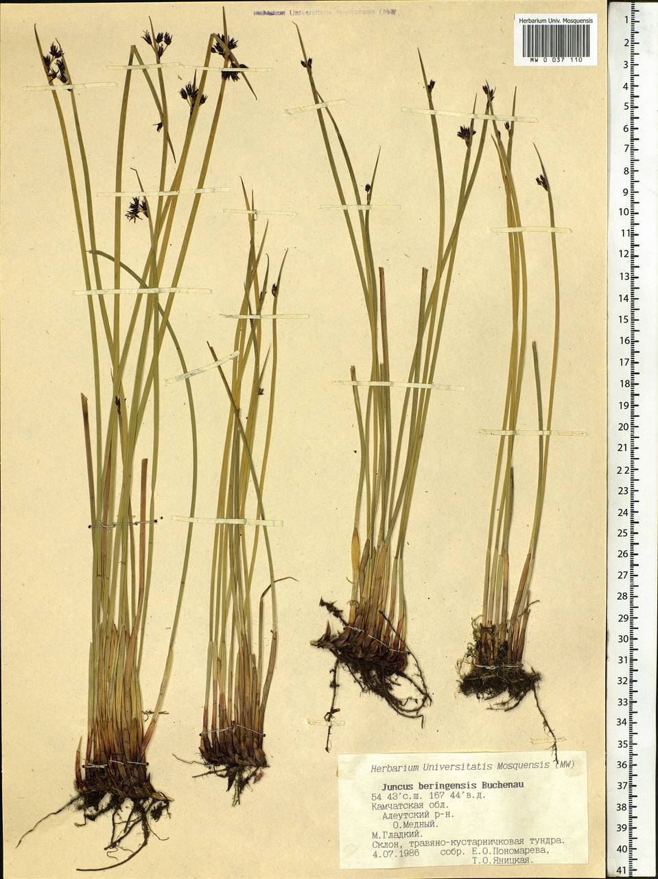 Juncus beringensis Buchenau, Siberia, Chukotka & Kamchatka (S7) (Russia)