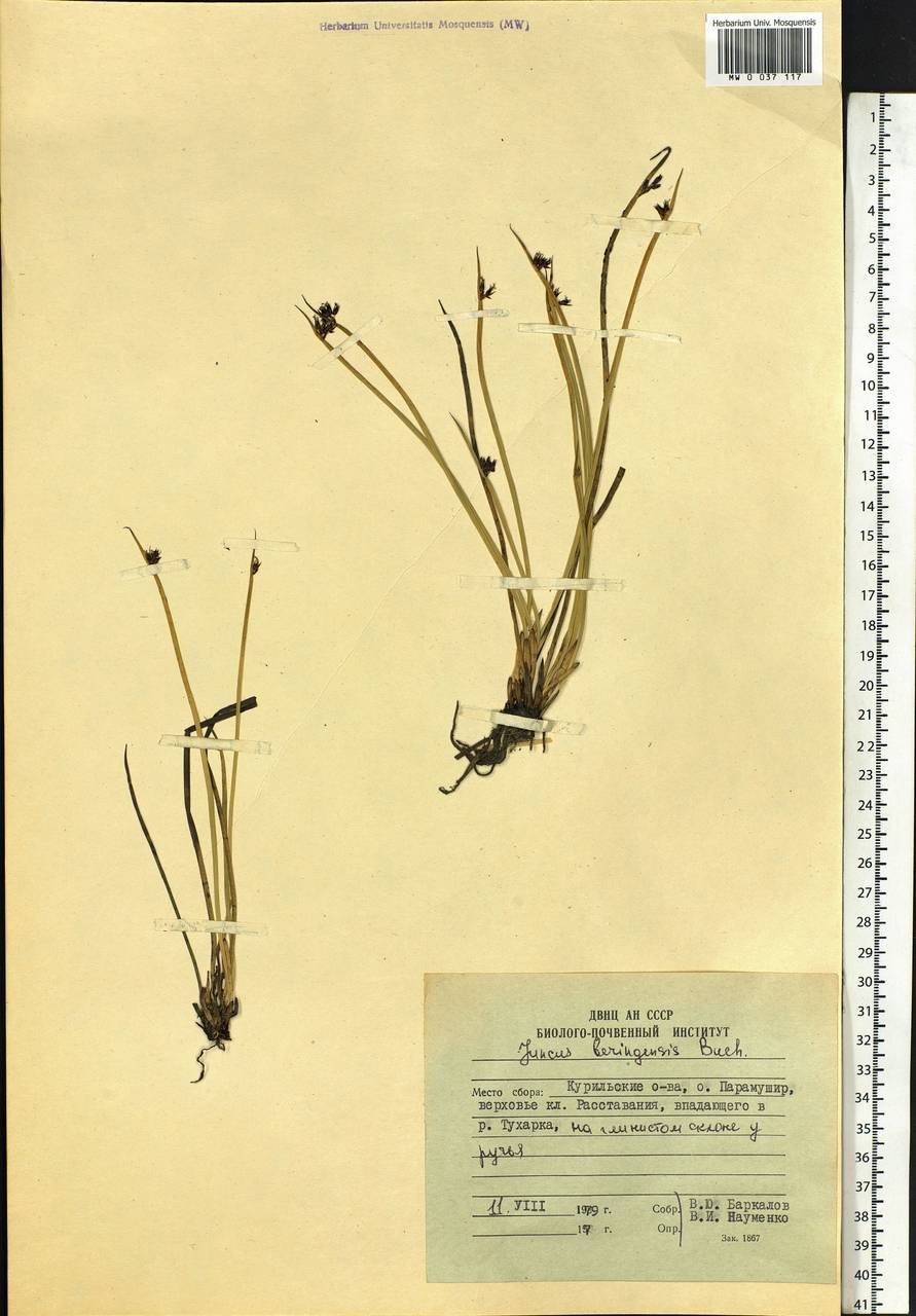 Juncus beringensis Buchenau, Siberia, Russian Far East (S6) (Russia)