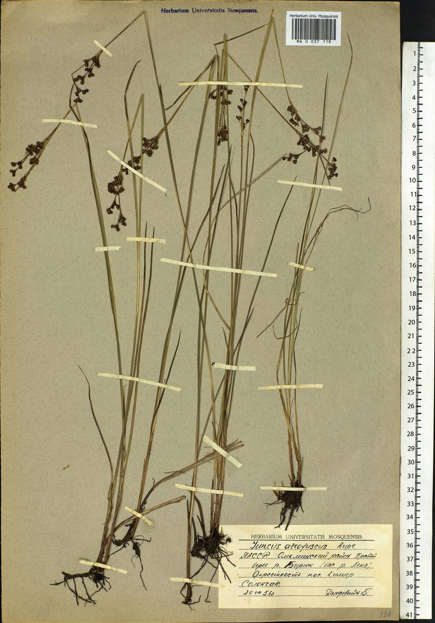 Juncus gerardi subsp. atrofuscus (Rupr.) Printz, Siberia, Yakutia (S5) (Russia)