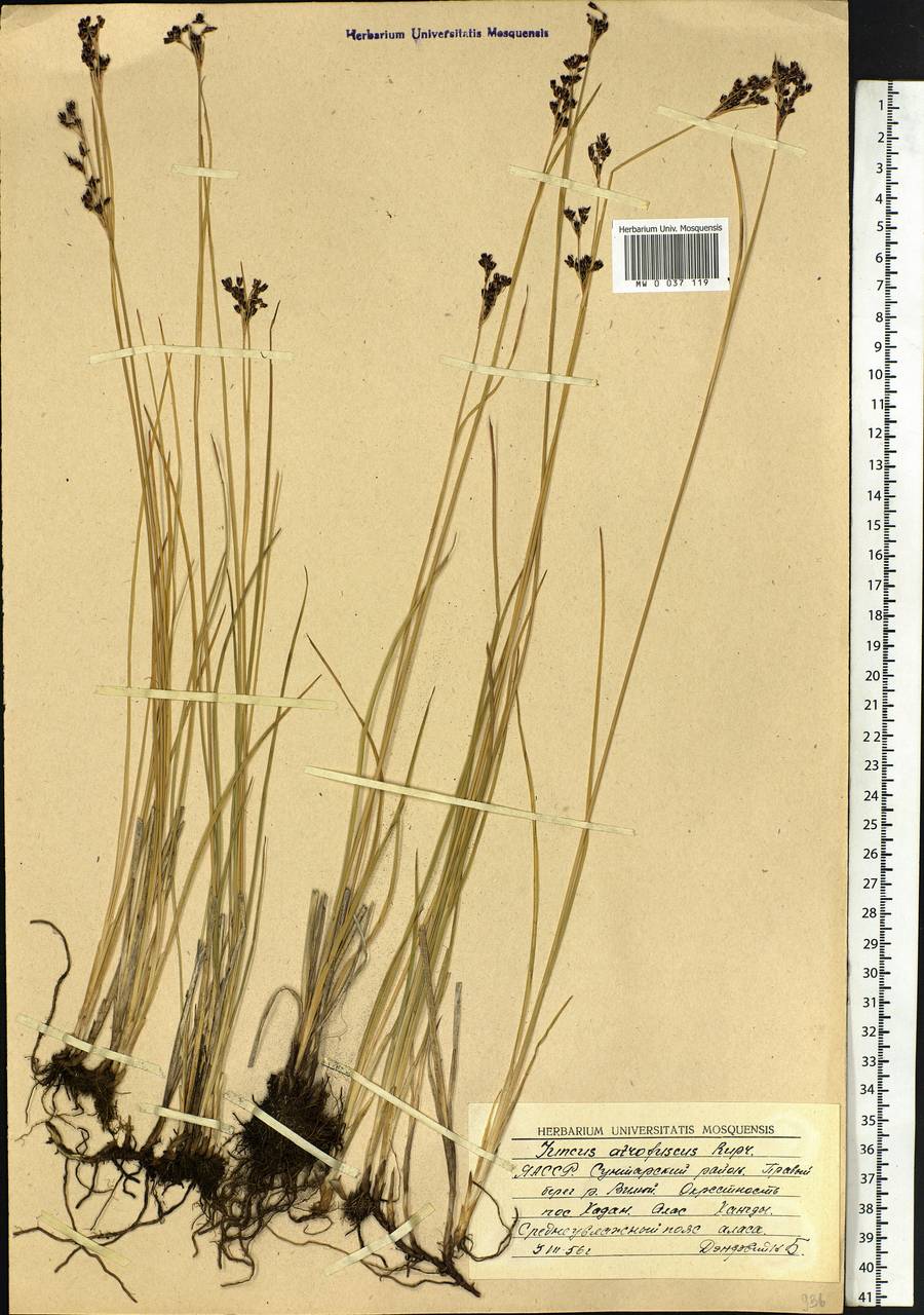 Juncus gerardi subsp. atrofuscus (Rupr.) Printz, Siberia, Yakutia (S5) (Russia)