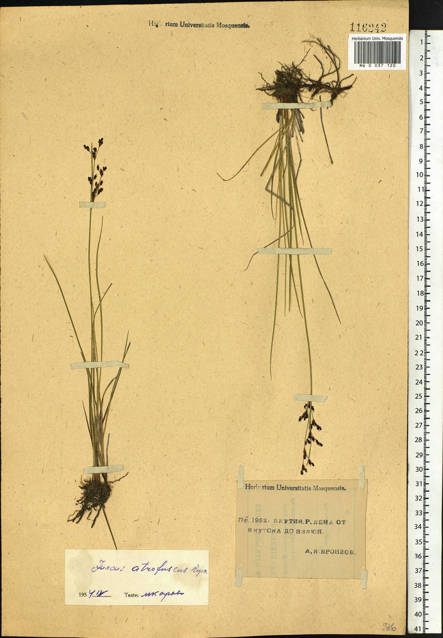 Juncus gerardi subsp. atrofuscus (Rupr.) Printz, Siberia, Yakutia (S5) (Russia)