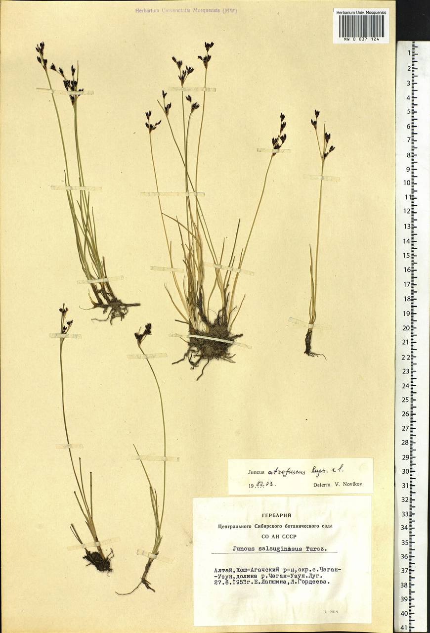Juncus gerardi subsp. atrofuscus (Rupr.) Printz, Siberia, Altai & Sayany Mountains (S2) (Russia)