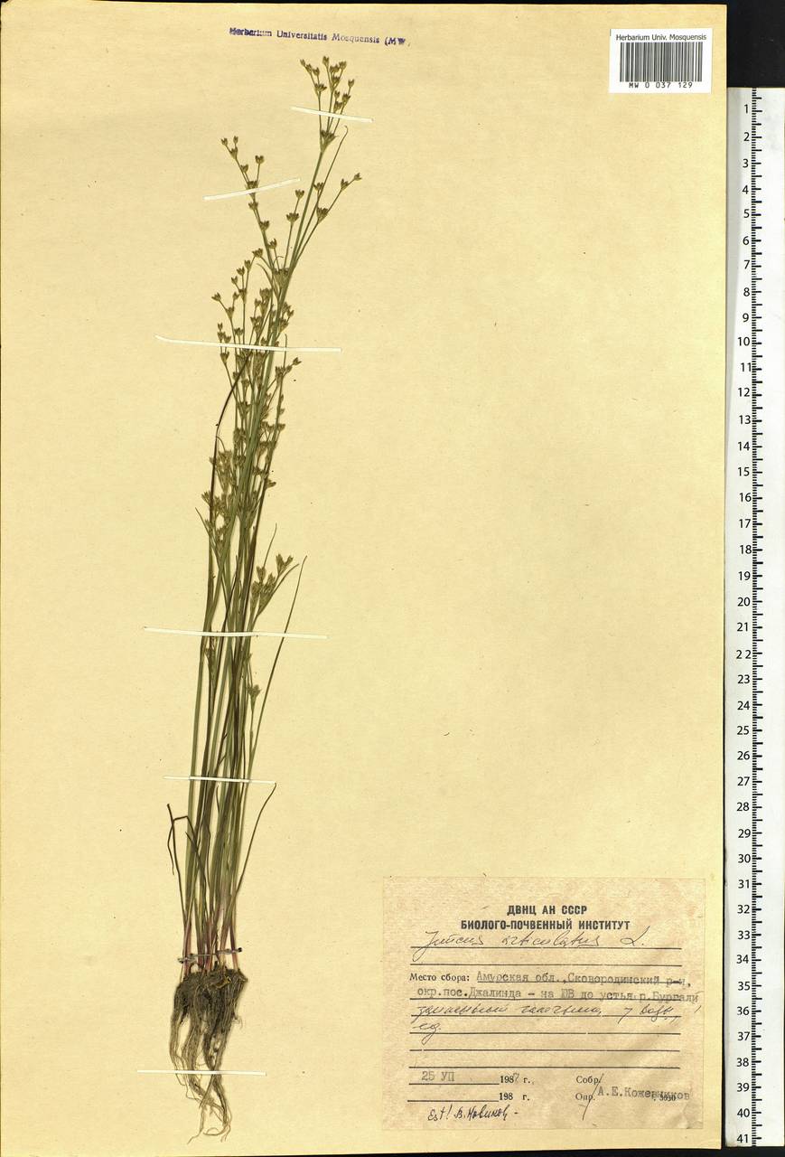 Juncus articulatus L., Siberia, Russian Far East (S6) (Russia)