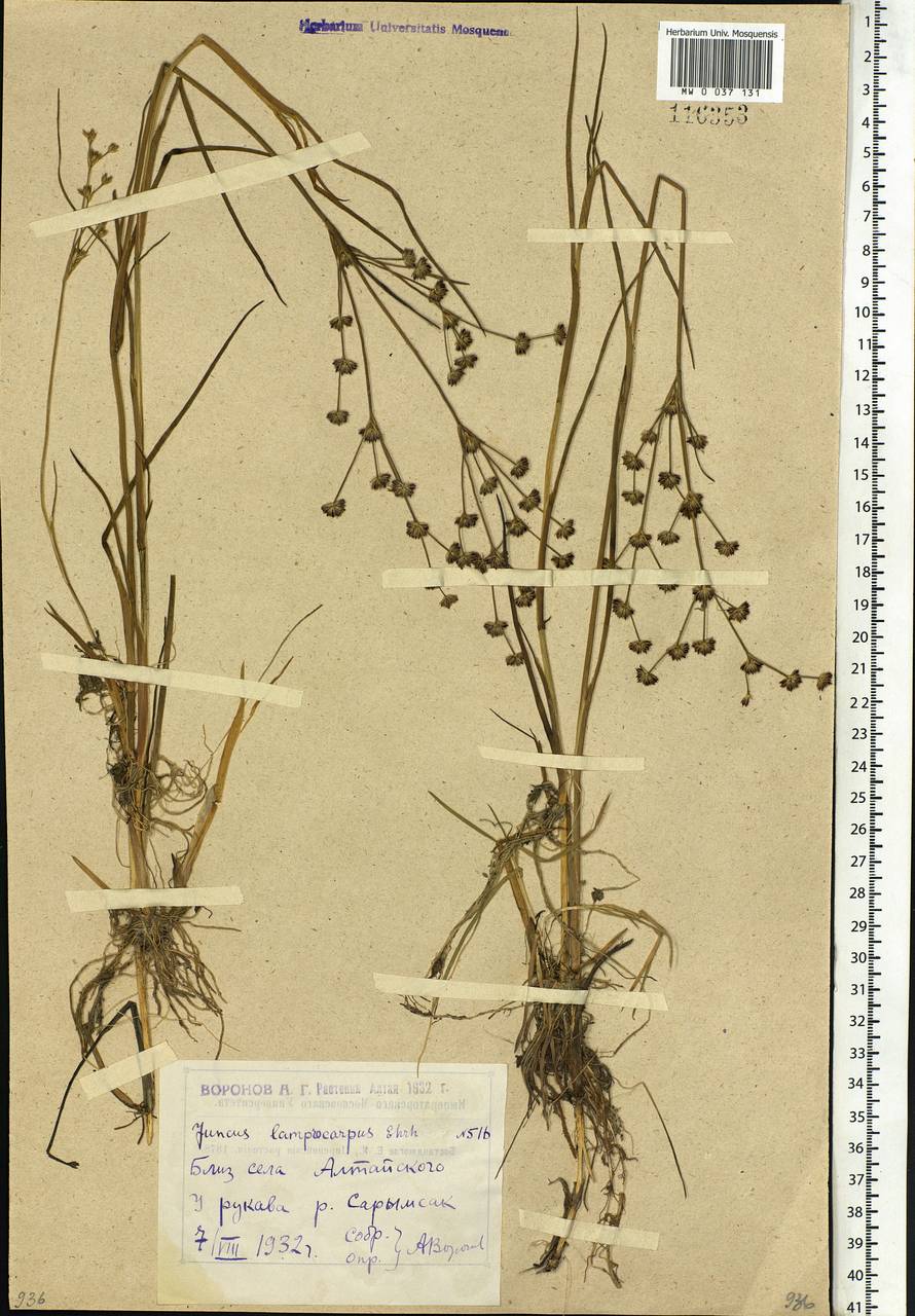 Juncus articulatus L., Siberia, Western (Kazakhstan) Altai Mountains (S2a) (Kazakhstan)