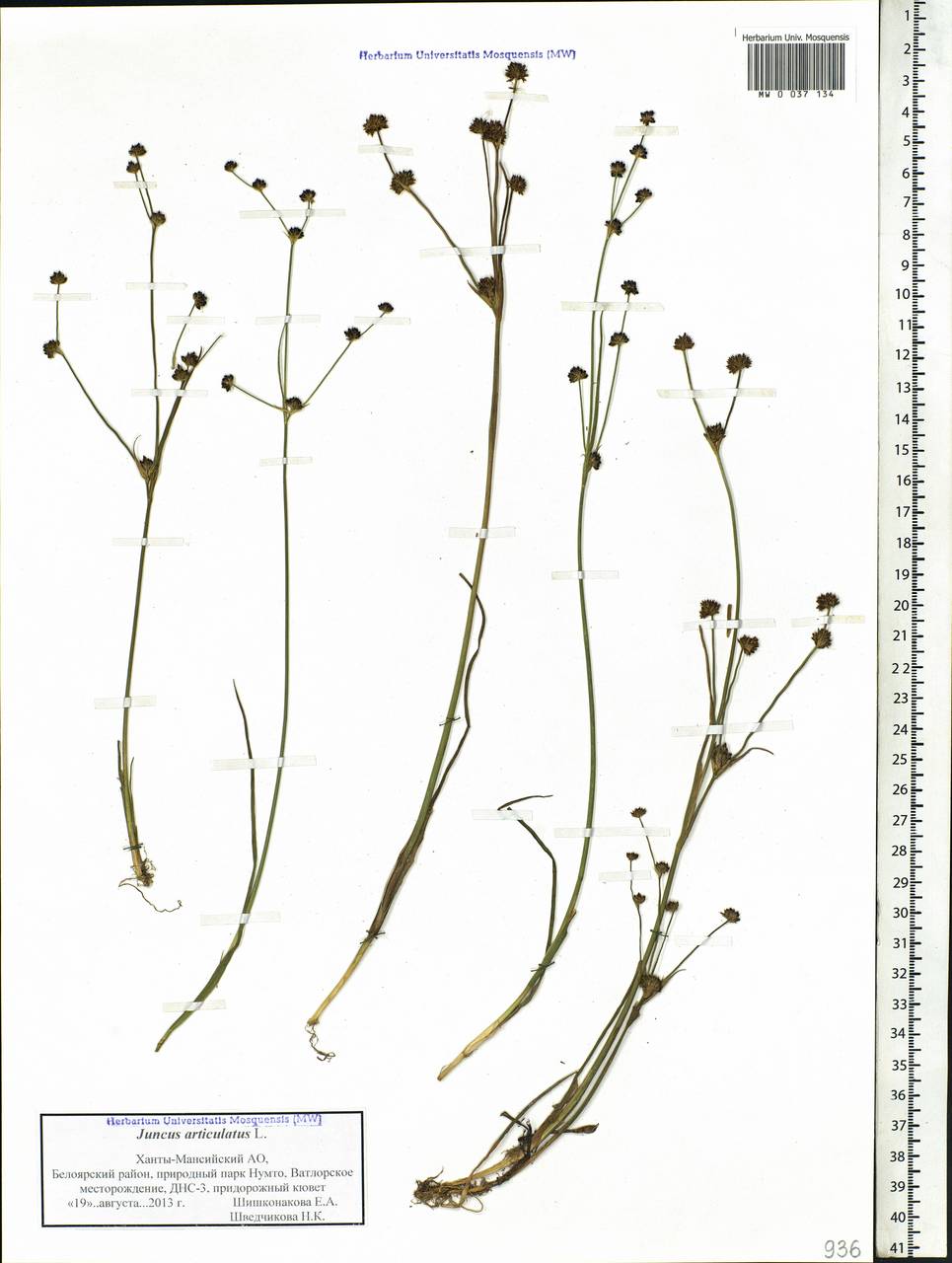 Juncus articulatus L., Siberia, Western Siberia (S1) (Russia)
