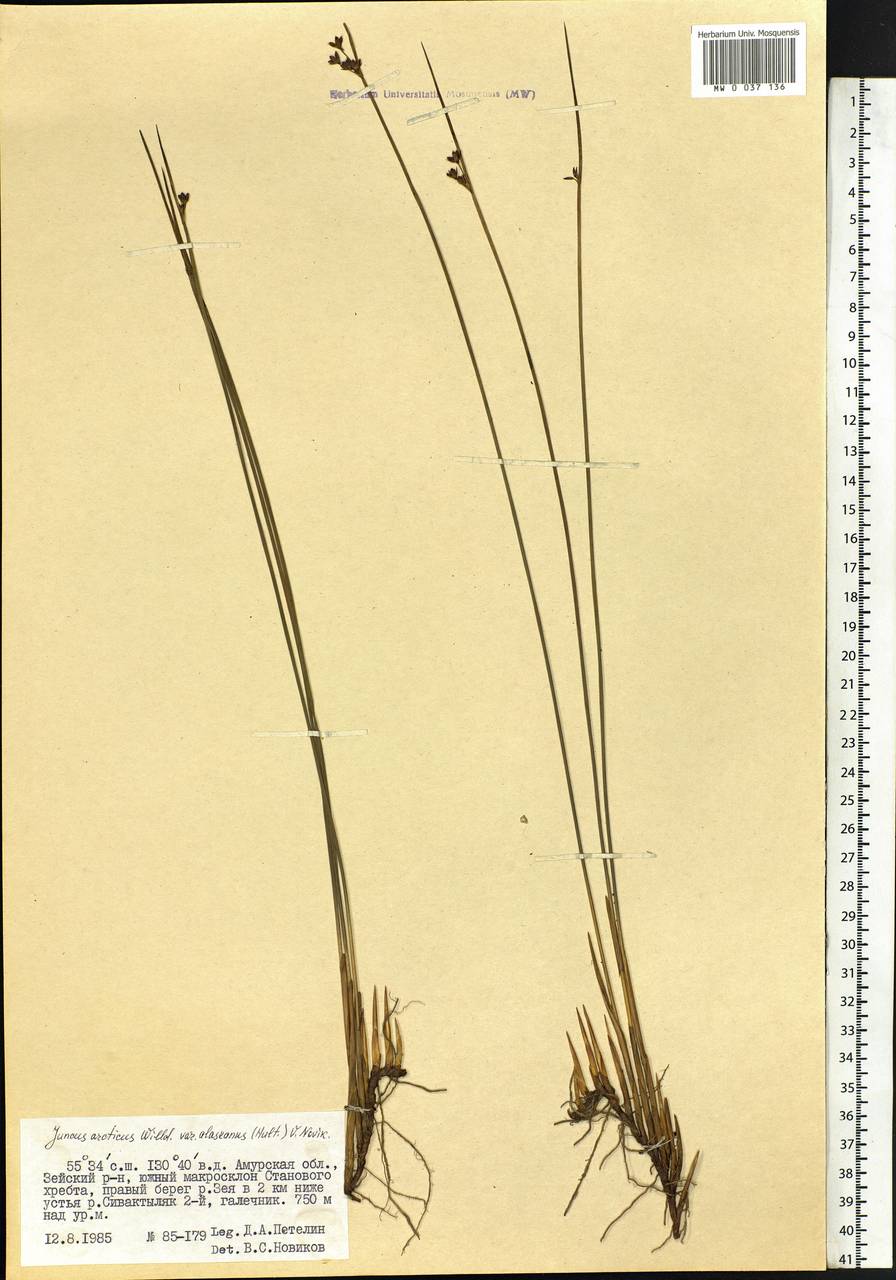 Juncus arcticus Willd., Siberia, Russian Far East (S6) (Russia)