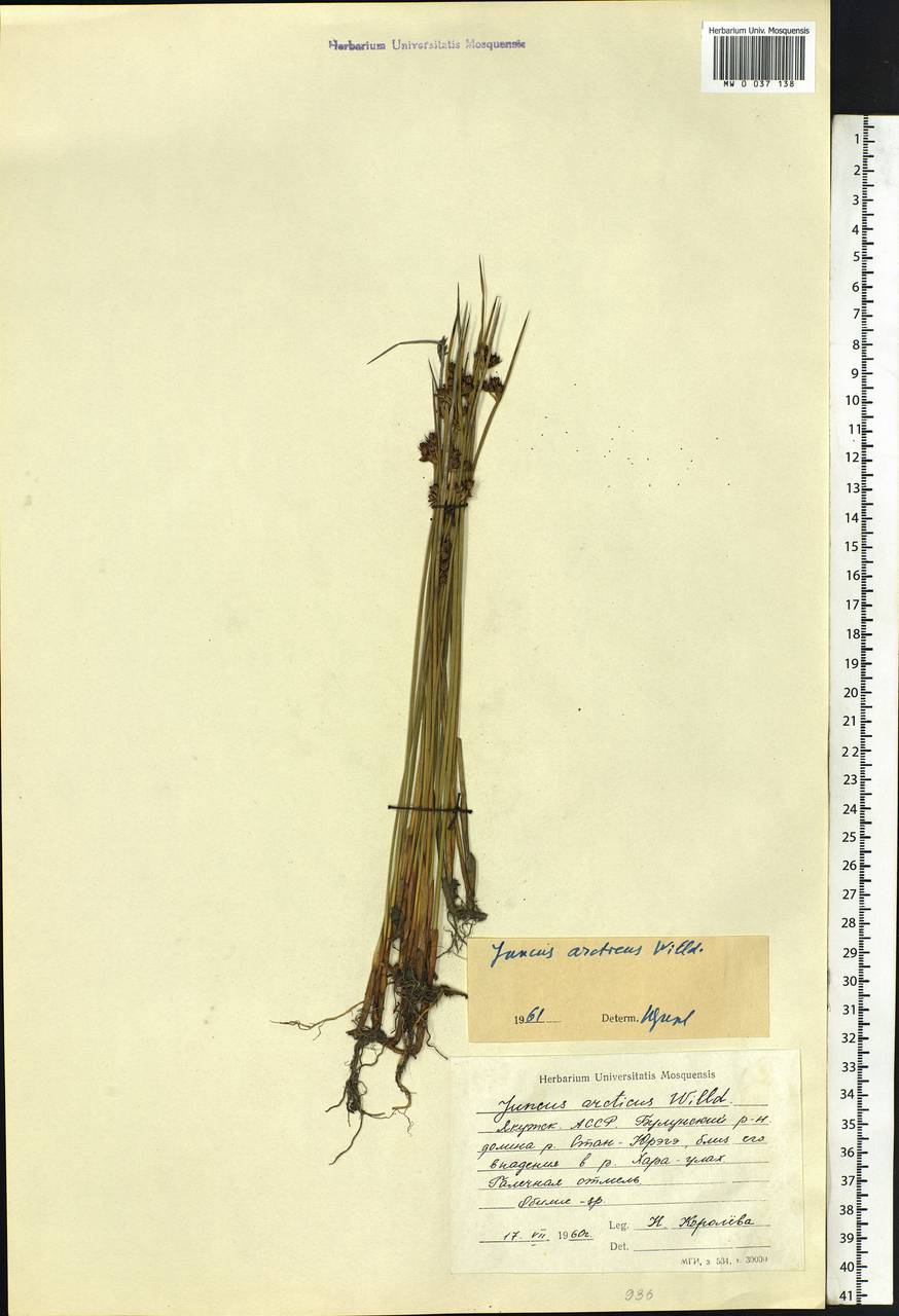 Juncus arcticus Willd., Siberia, Yakutia (S5) (Russia)