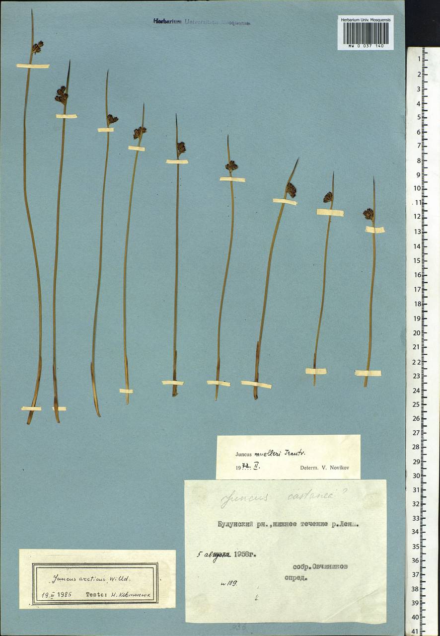 Juncus arcticus Willd., Siberia, Yakutia (S5) (Russia)