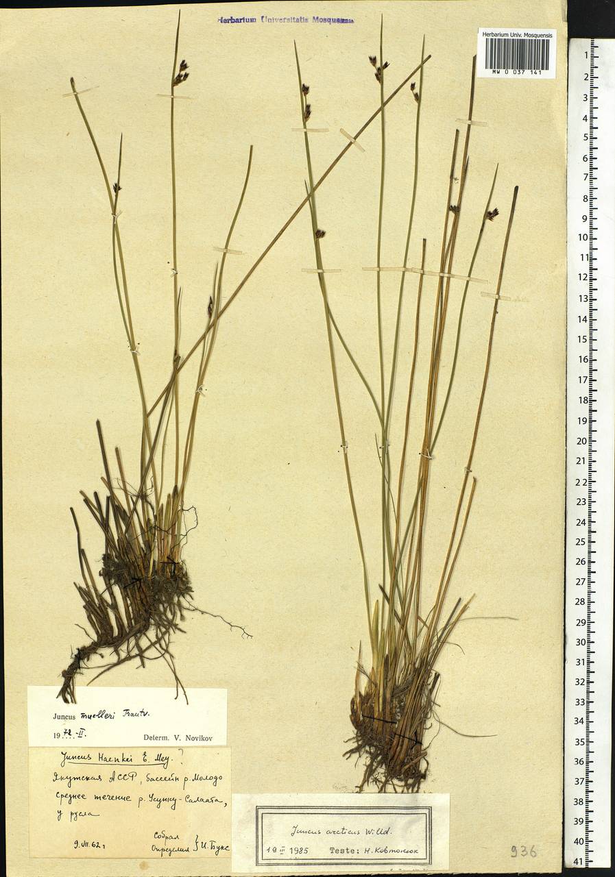 Juncus arcticus Willd., Siberia, Yakutia (S5) (Russia)
