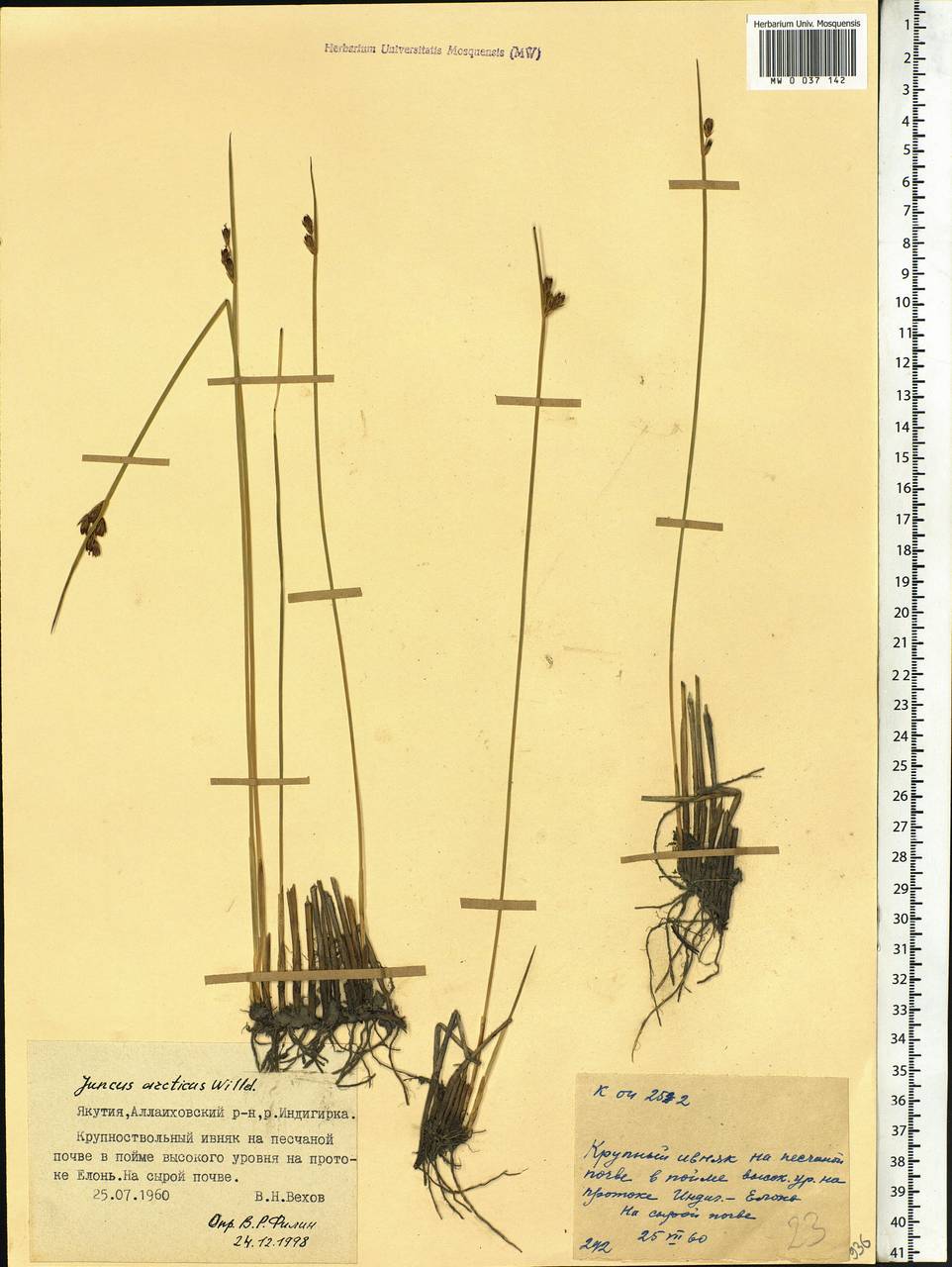 Juncus arcticus Willd., Siberia, Yakutia (S5) (Russia)