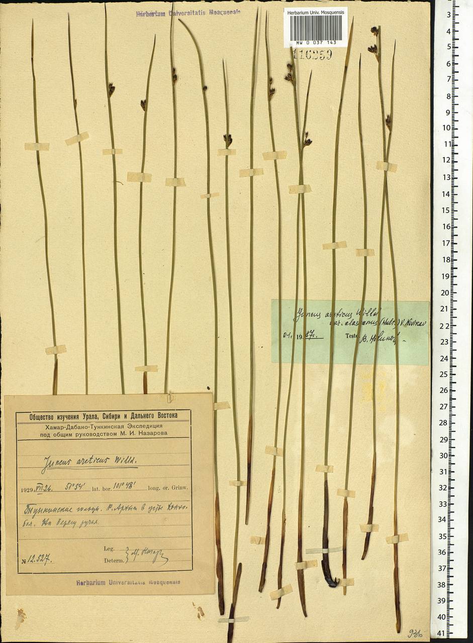 Juncus arcticus Willd., Siberia, Baikal & Transbaikal region (S4) (Russia)