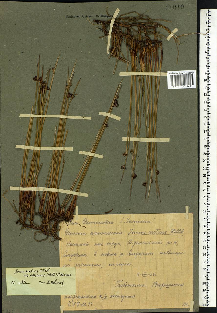 Juncus arcticus Willd., Eastern Europe, Northern region (E1) (Russia)