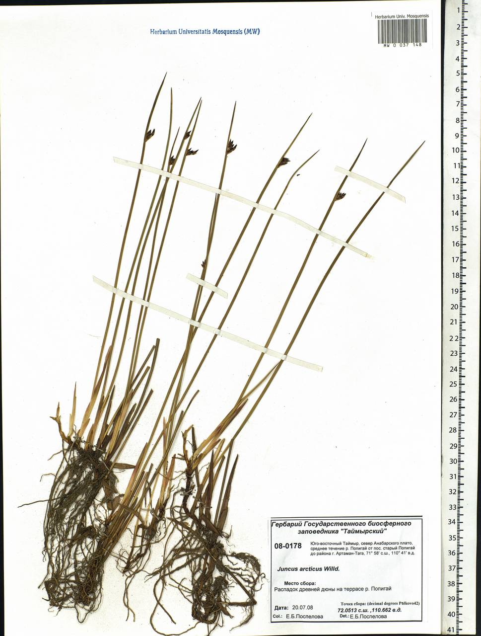 Juncus arcticus Willd., Siberia, Central Siberia (S3) (Russia)