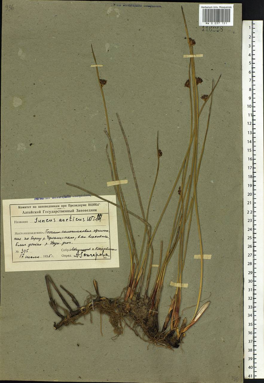 Juncus arcticus Willd., Siberia, Altai & Sayany Mountains (S2) (Russia)