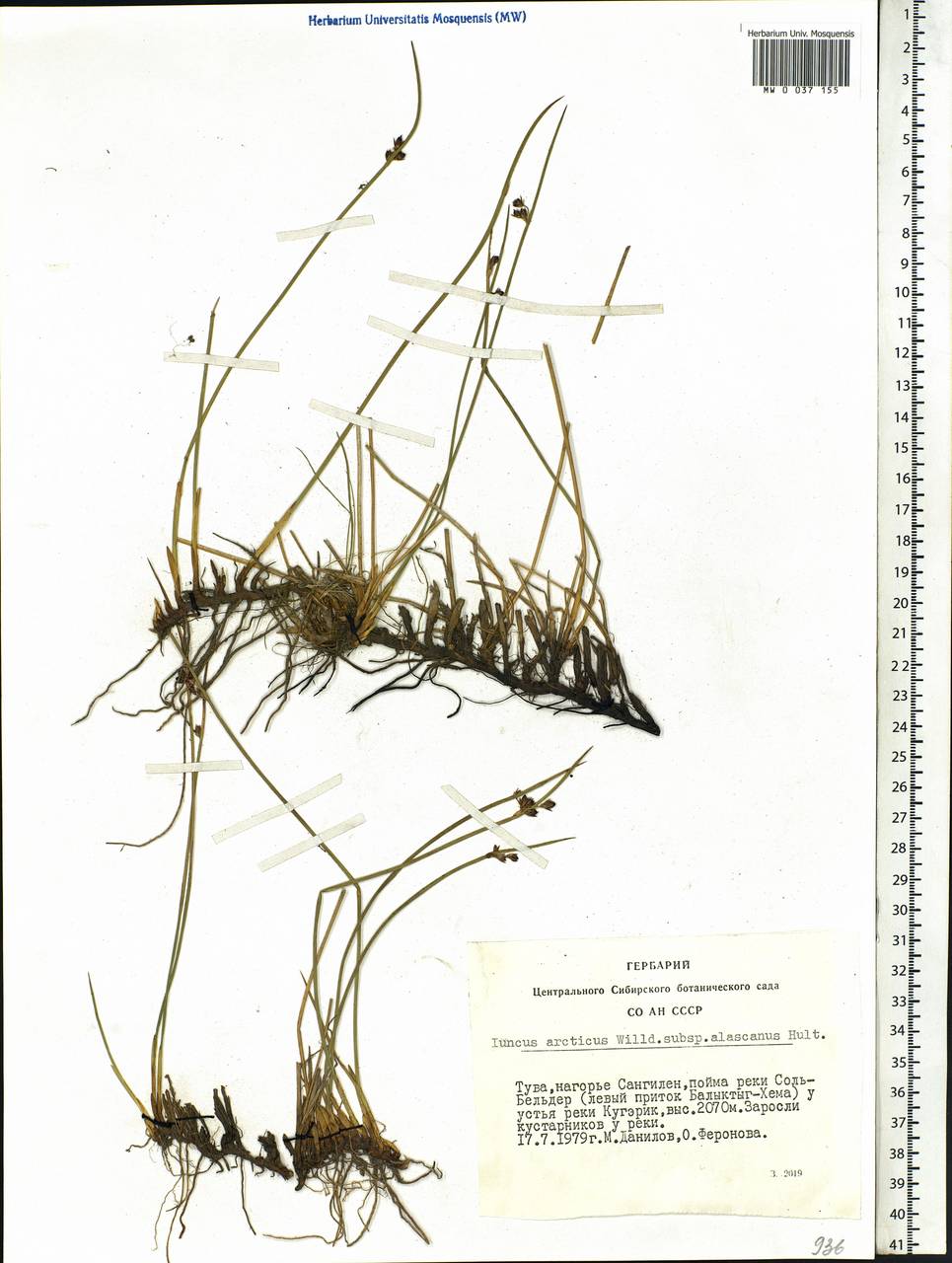 Juncus arcticus Willd., Siberia, Altai & Sayany Mountains (S2) (Russia)