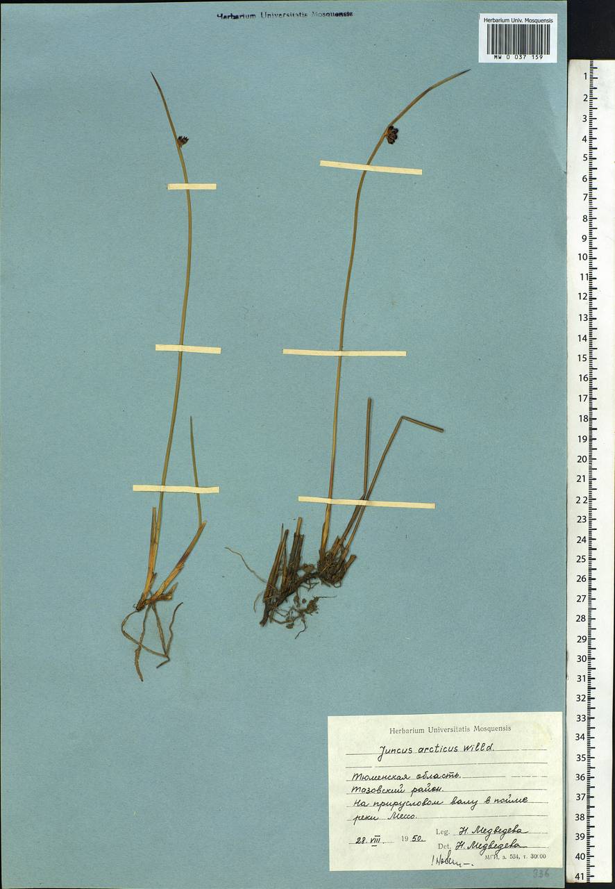 Juncus arcticus Willd., Siberia, Western Siberia (S1) (Russia)