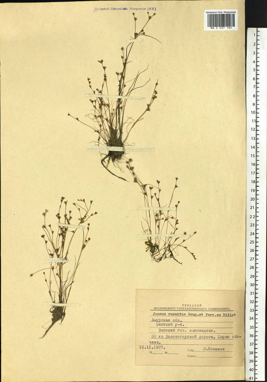 Juncus ranarius Songeon & E. P. Perrier, Siberia, Russian Far East (S6) (Russia)