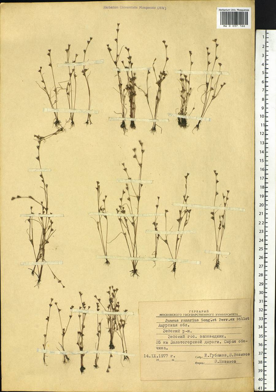 Juncus ranarius Songeon & E. P. Perrier, Siberia, Russian Far East (S6) (Russia)