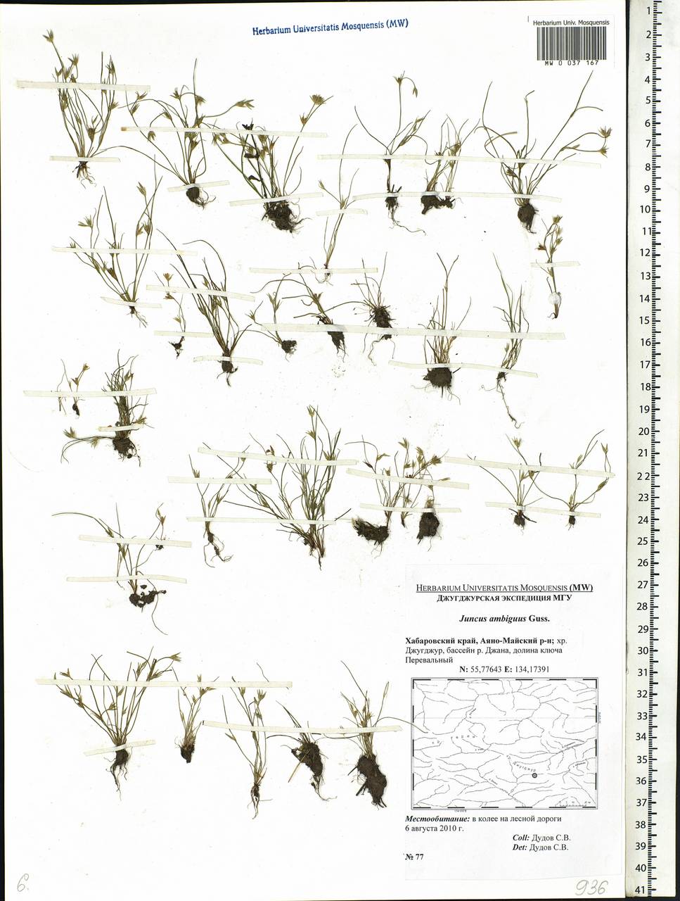 Juncus ranarius Songeon & E. P. Perrier, Siberia, Russian Far East (S6) (Russia)