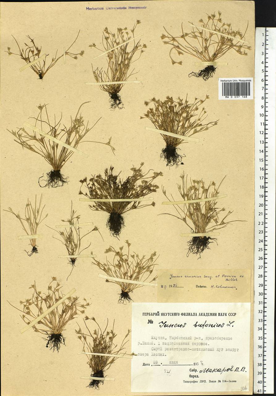 Juncus ranarius Songeon & E. P. Perrier, Siberia, Yakutia (S5) (Russia)