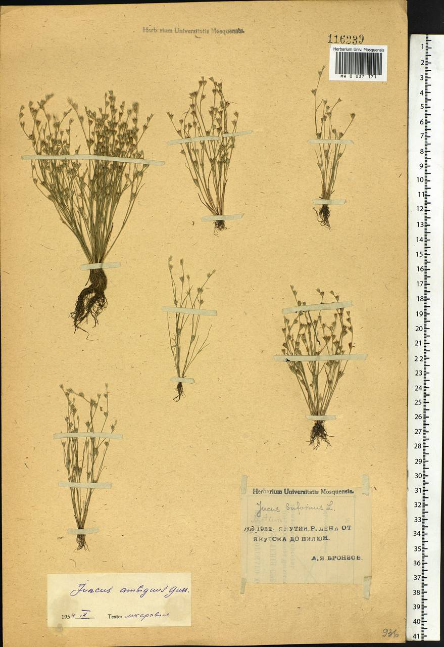 Juncus ranarius Songeon & E. P. Perrier, Siberia, Yakutia (S5) (Russia)
