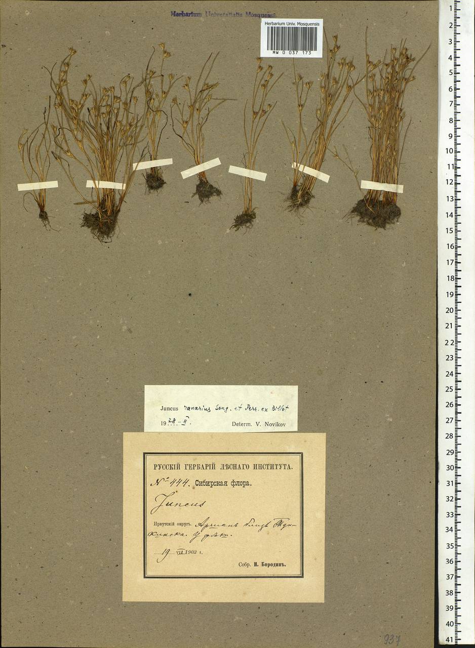 Juncus ranarius Songeon & E. P. Perrier, Siberia, Baikal & Transbaikal region (S4) (Russia)