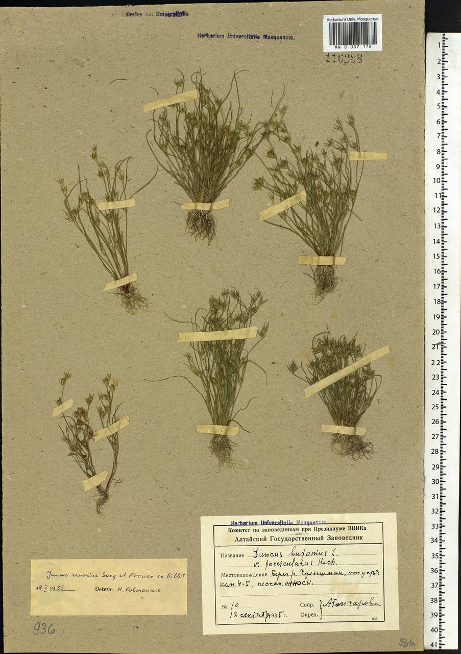 Juncus ranarius Songeon & E. P. Perrier, Siberia, Altai & Sayany Mountains (S2) (Russia)