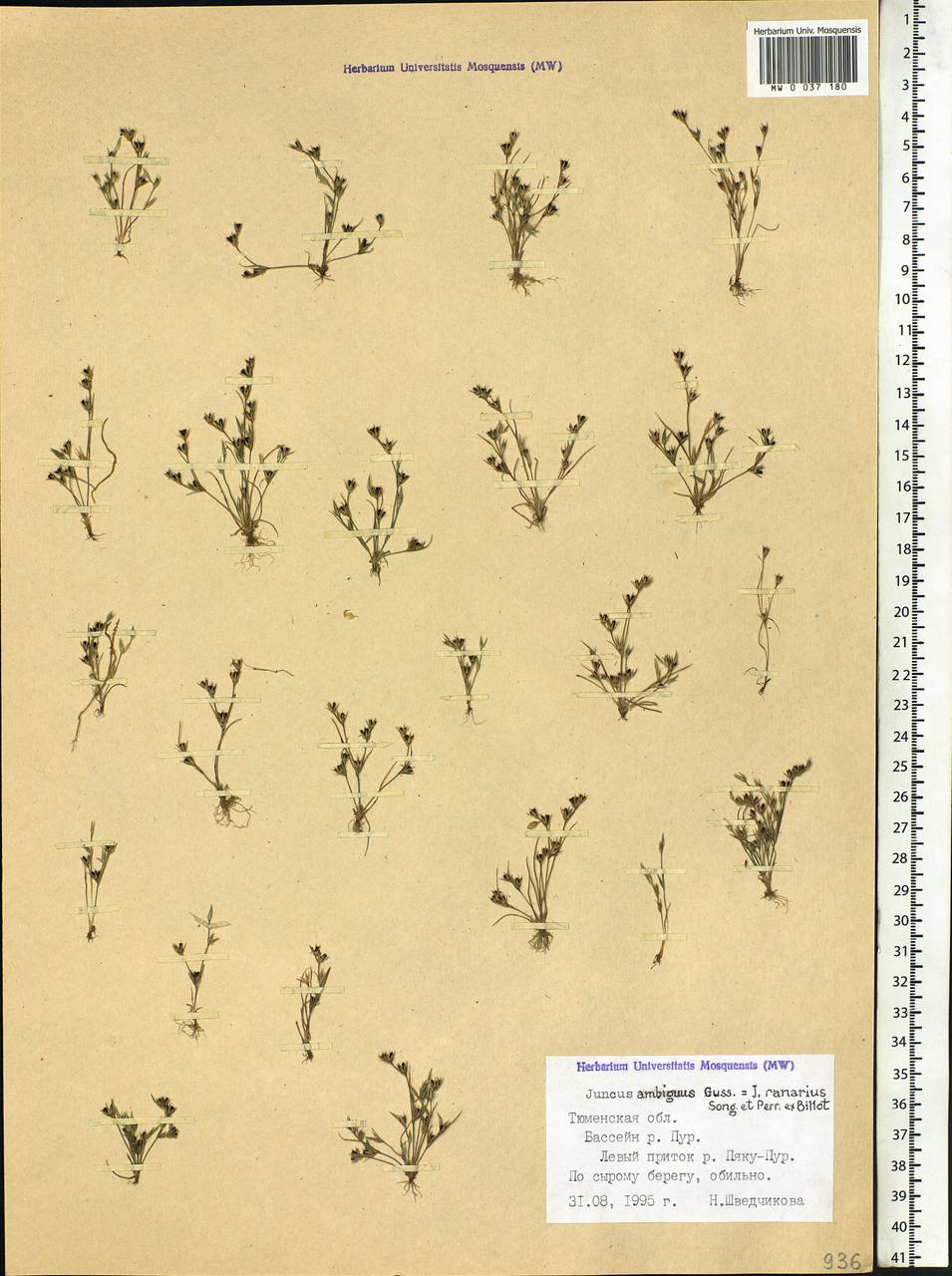 Juncus ranarius Songeon & E. P. Perrier, Siberia, Western Siberia (S1) (Russia)