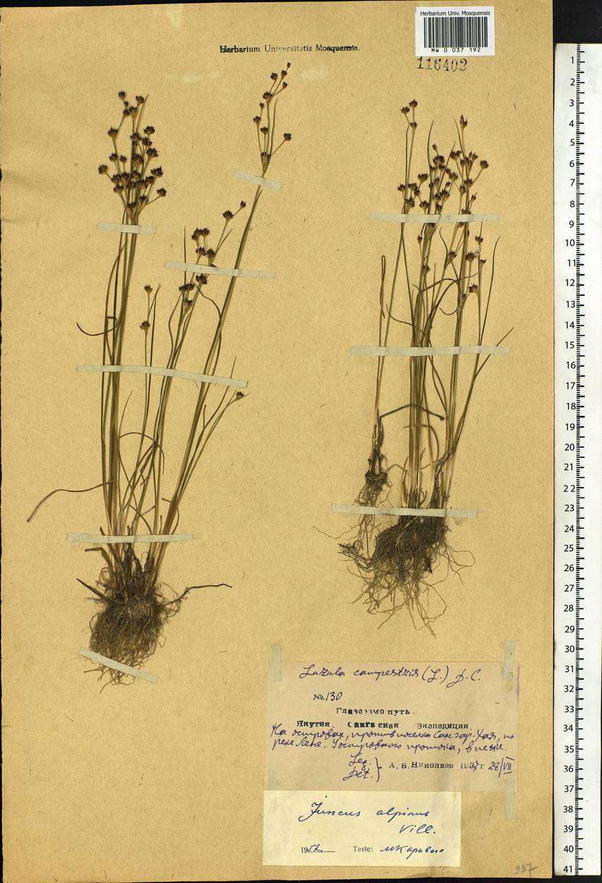 Juncus alpinoarticulatus Chaix, Siberia, Yakutia (S5) (Russia)