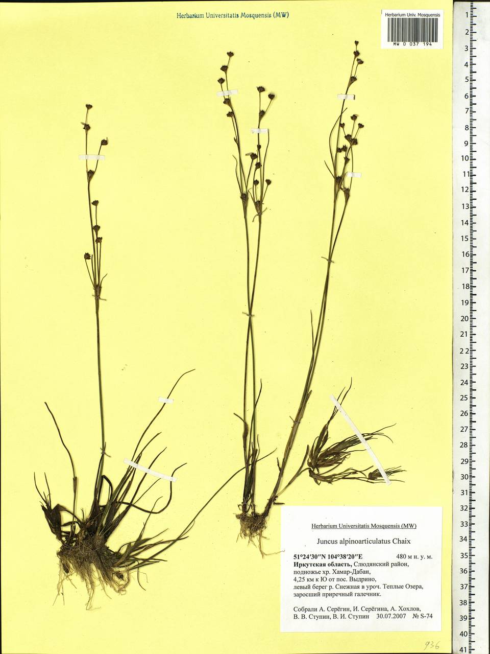 Juncus alpinoarticulatus Chaix, Siberia, Baikal & Transbaikal region (S4) (Russia)