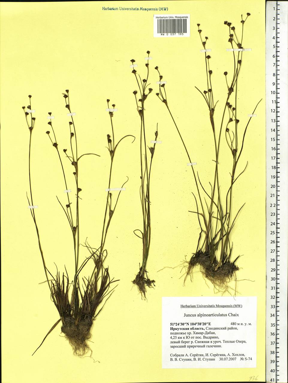 Juncus alpinoarticulatus Chaix, Siberia, Baikal & Transbaikal region (S4) (Russia)