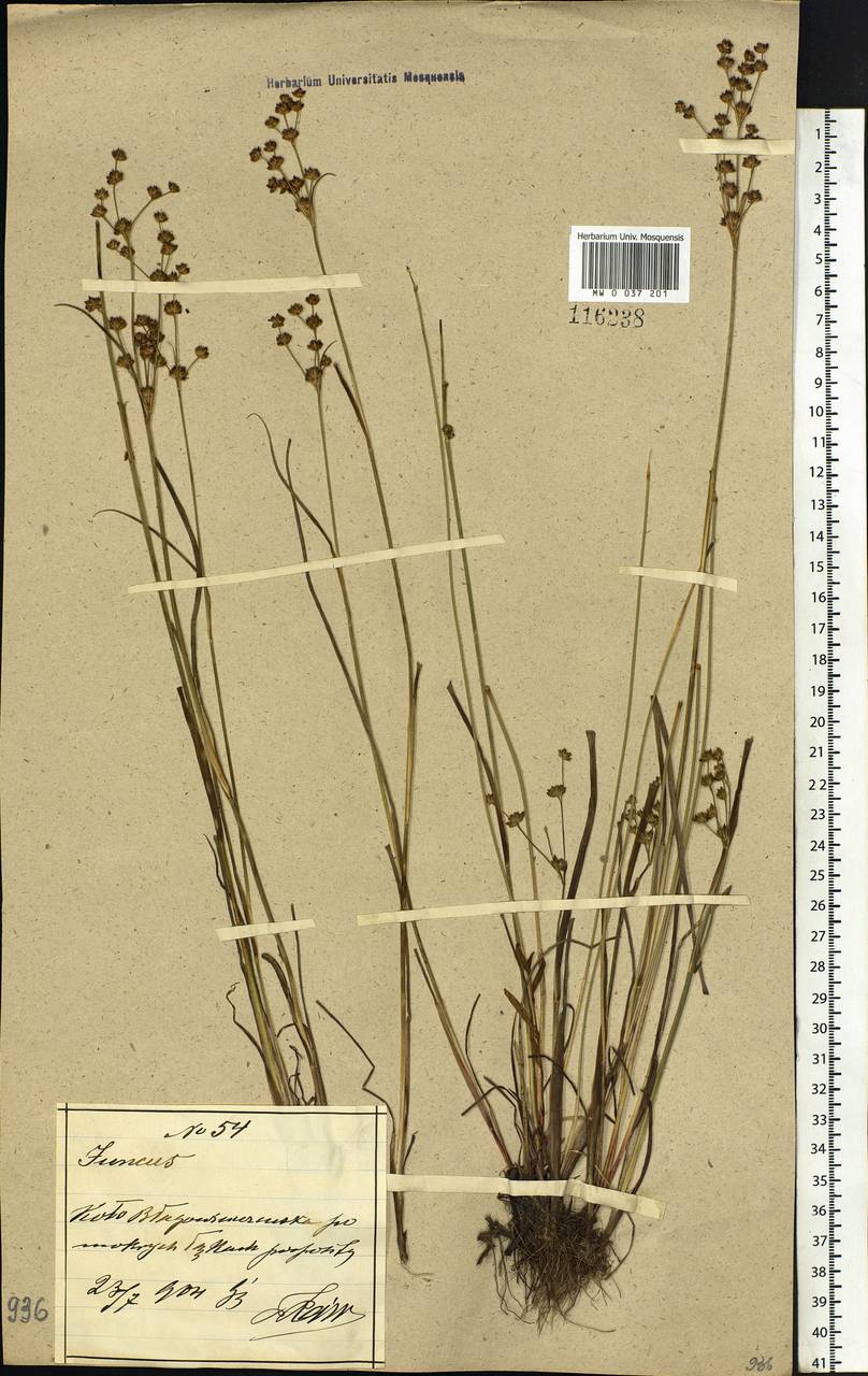 Juncus alpinoarticulatus Chaix, Siberia, Russian Far East (S6) (Russia)